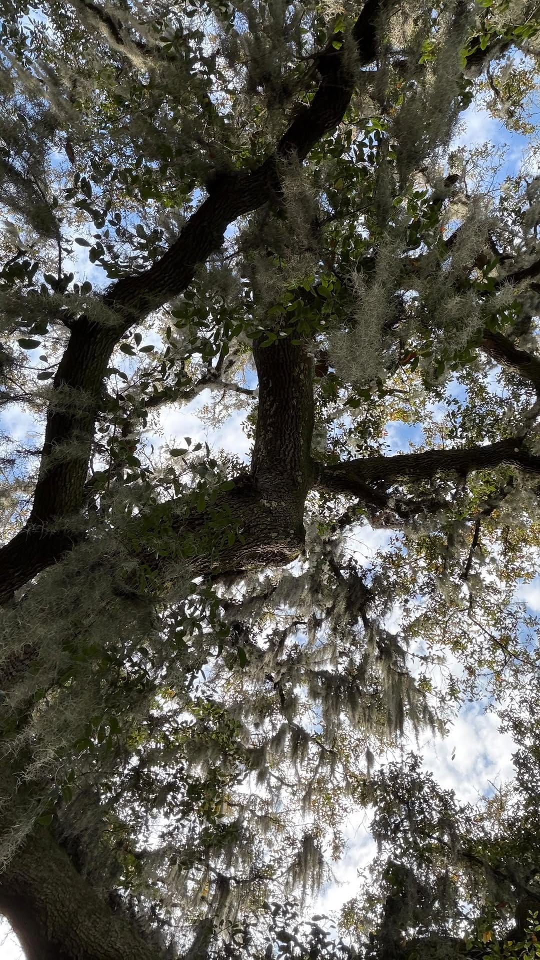 Post 2 by Eli Berchan Wedding & Events Creation on Instagram (video)