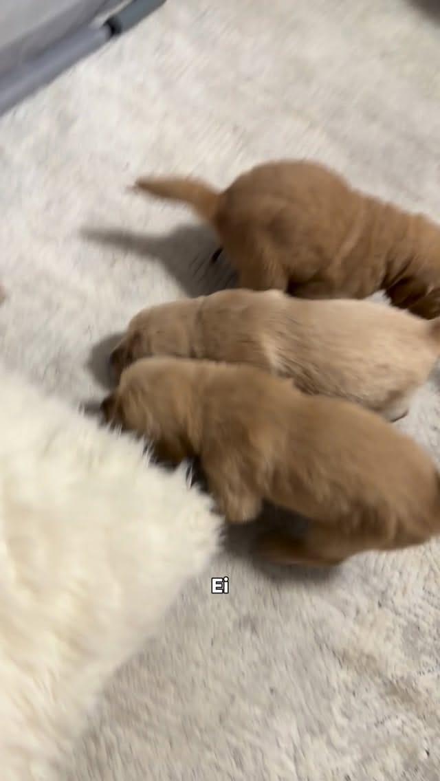 Post 9 by Rodrigo Costa on Instagram (video)