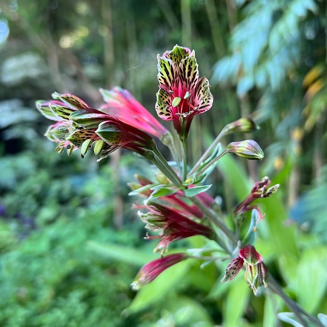 Post 7 by Wholesale Grower on Instagram (carousel)