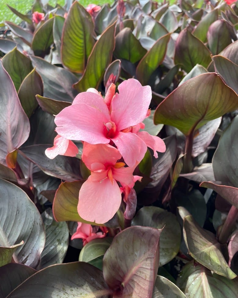 Post 3 by Wholesale Grower on Instagram (carousel)