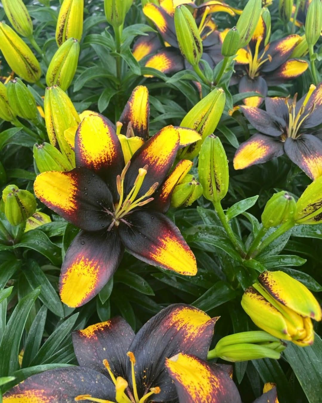 Post 9 by Wholesale Grower on Instagram (carousel)