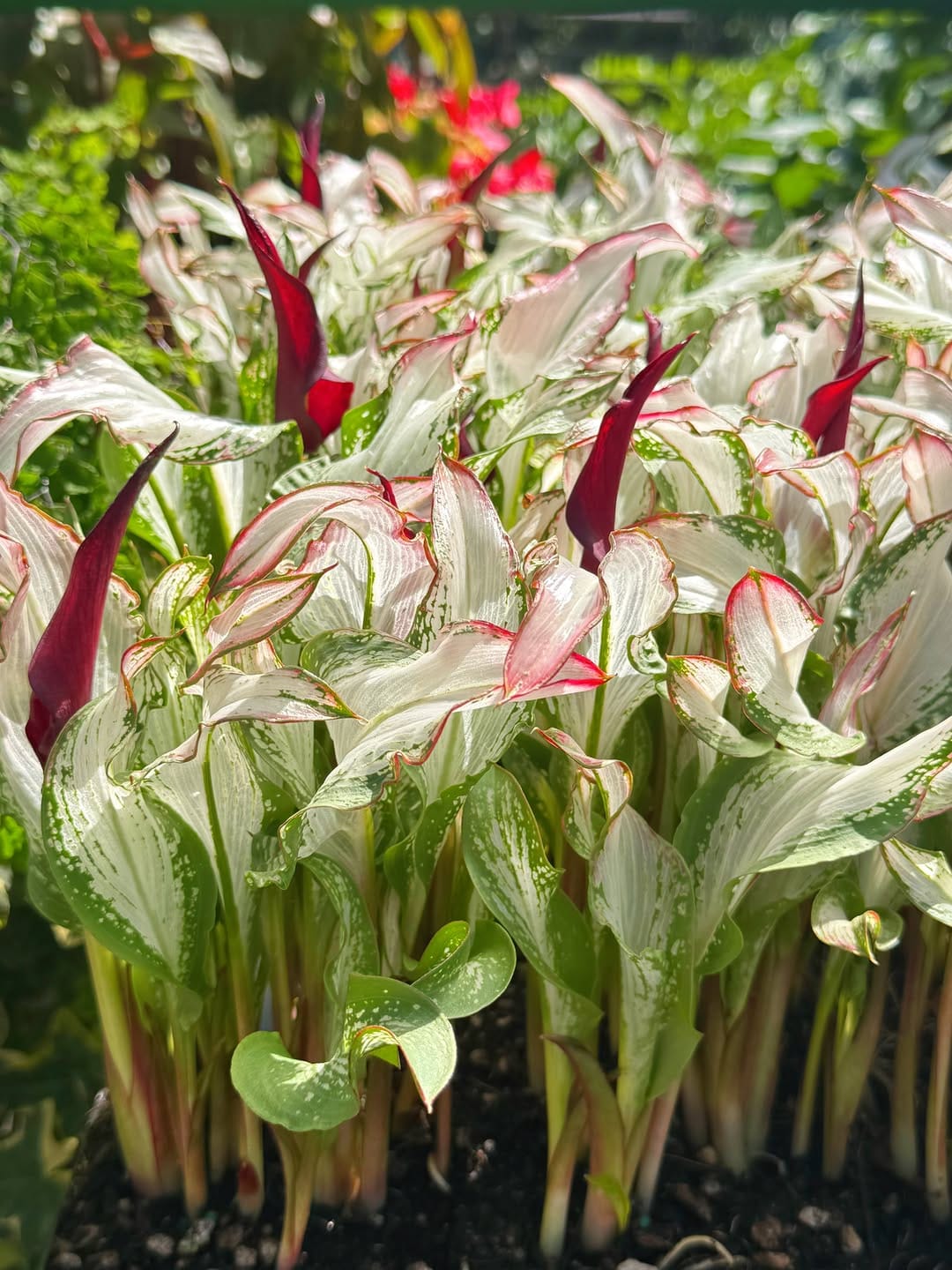 Post 5 by Wholesale Grower on Instagram (carousel)