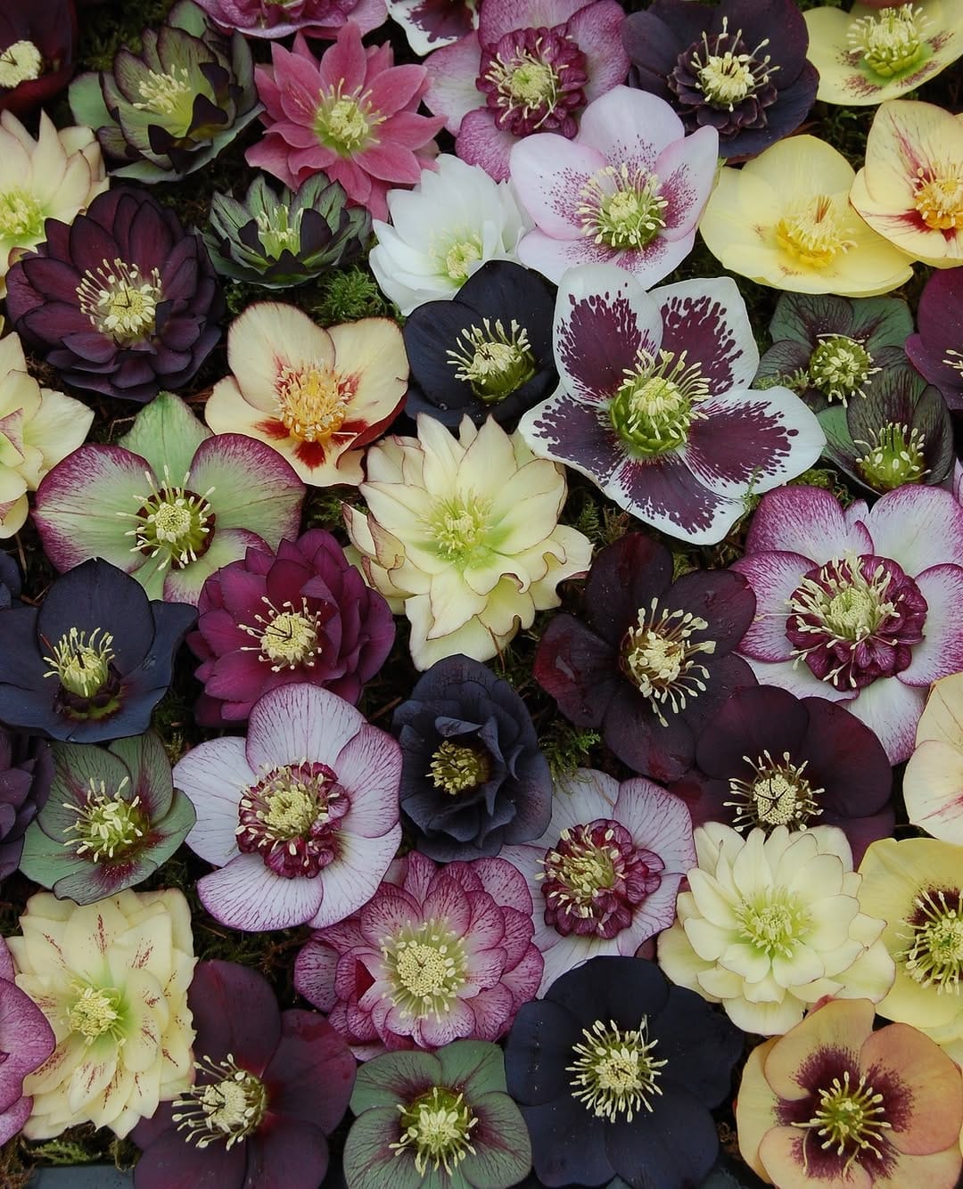 Post 10 by Wholesale Grower on Instagram (carousel)