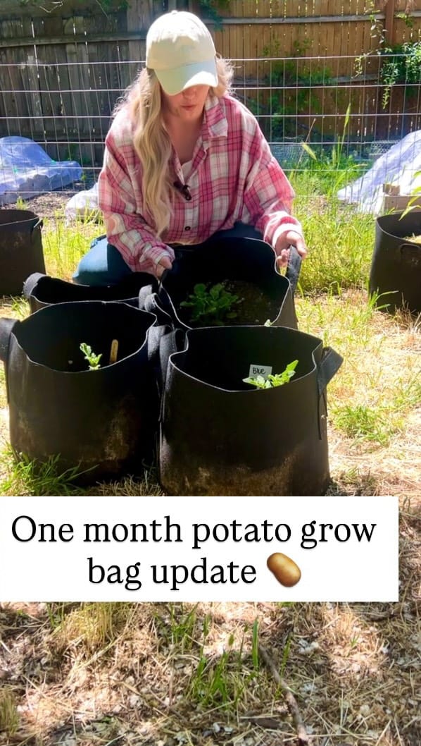 Post 8 by Rebecca|Theeastergardener on Instagram (video)
