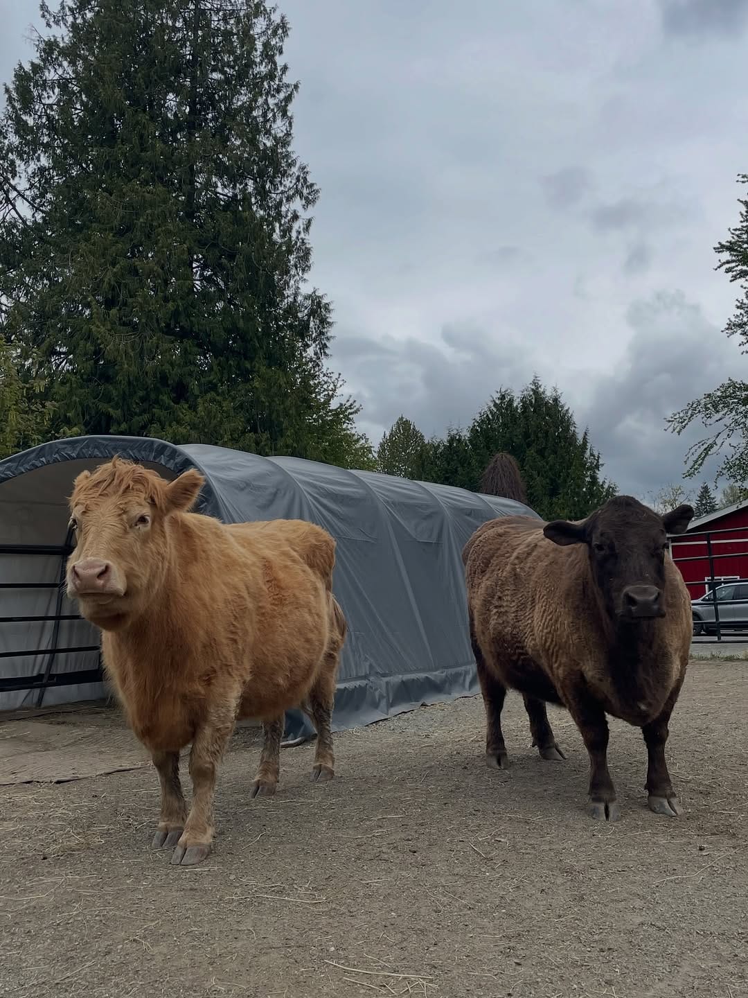 Post 3 by Big Mountain Foods on Instagram (carousel)