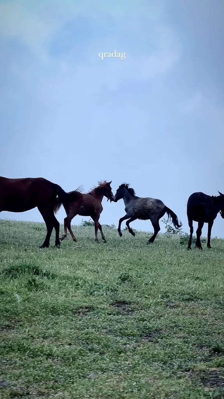 Post 4 by Reza Bidari on Instagram (video)