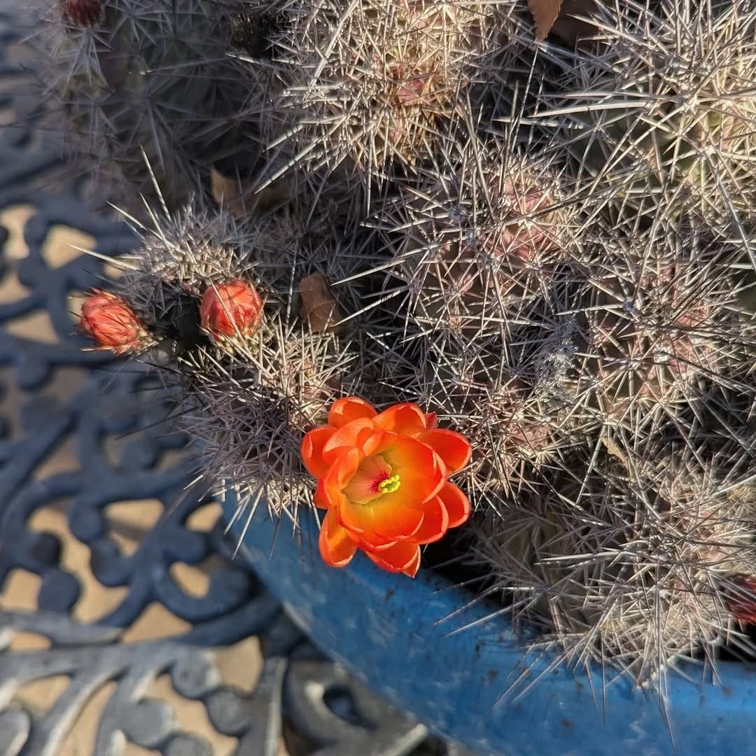 Post 5 by Shelley Atwood on Instagram (image)