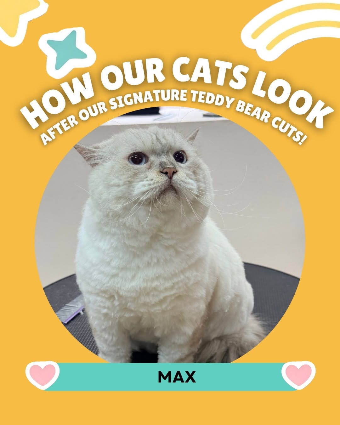 Post 5 by PetPat Gentle & Fear Free Cat Grooming Salon on Instagram (carousel)