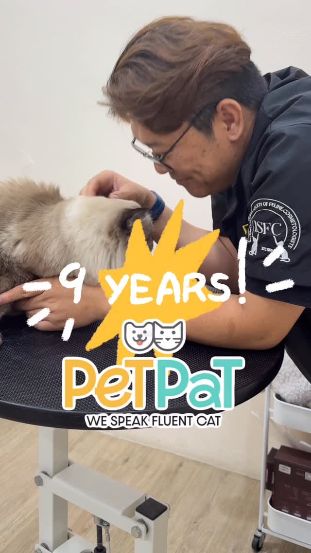 Post 7 by PetPat Gentle & Fear Free Cat Grooming Salon on Instagram (video)