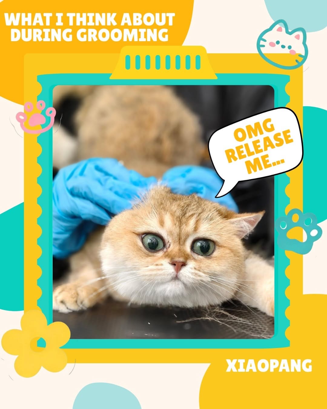 Post 2 by PetPat Gentle & Fear Free Cat Grooming Salon on Instagram (carousel)