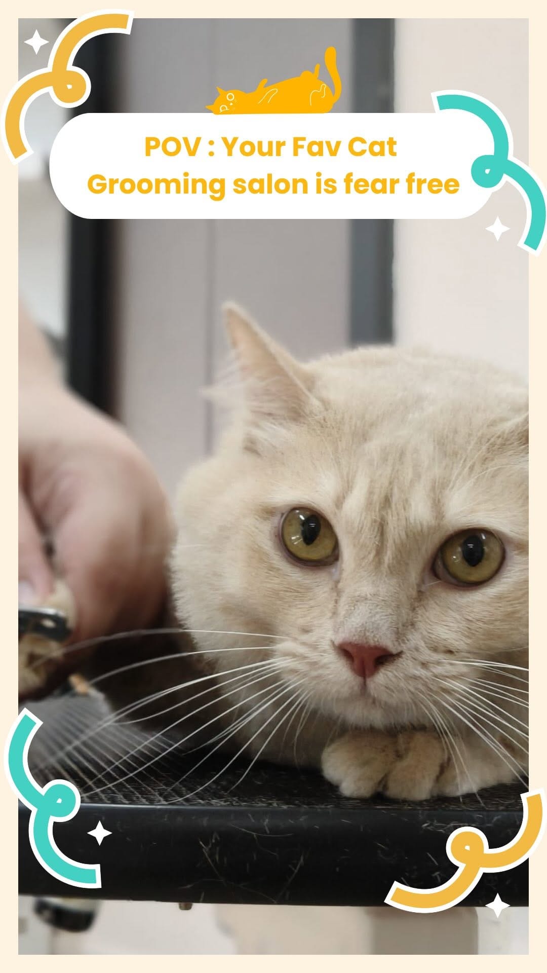 Post 1 by PetPat Gentle & Fear Free Cat Grooming Salon on Instagram (video)