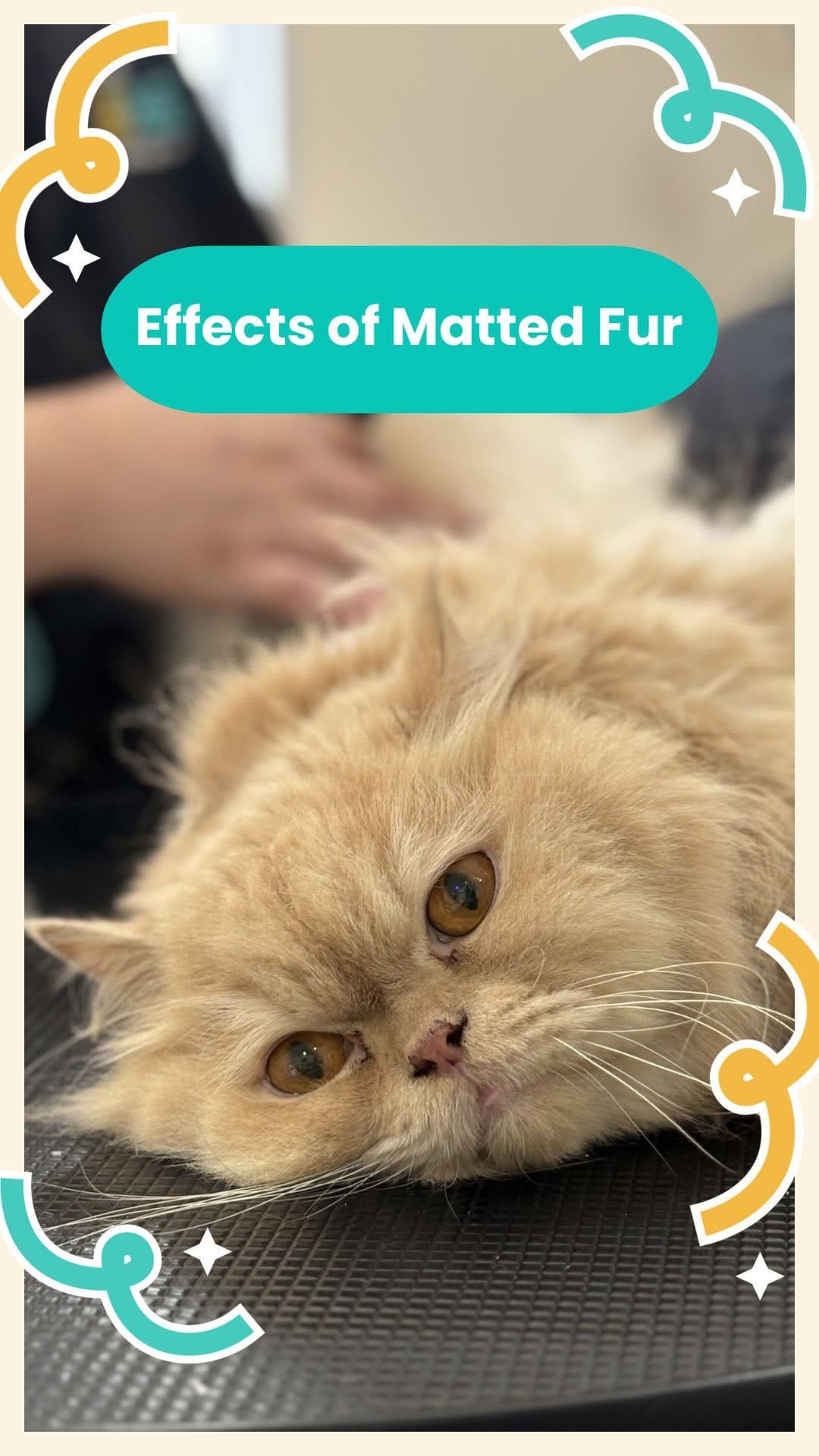 Post 3 by PetPat Gentle & Fear Free Cat Grooming Salon on Instagram (video)