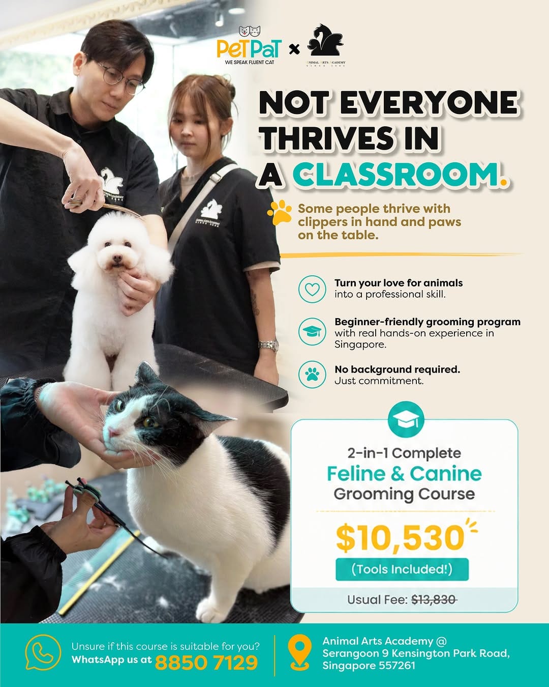 Post 6 by PetPat Gentle & Fear Free Cat Grooming Salon on Instagram (image)
