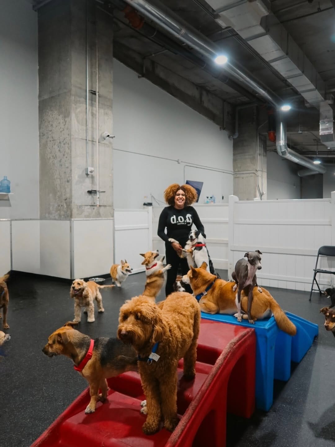Post 8 by DOG Hotels Brickell on Instagram (carousel)