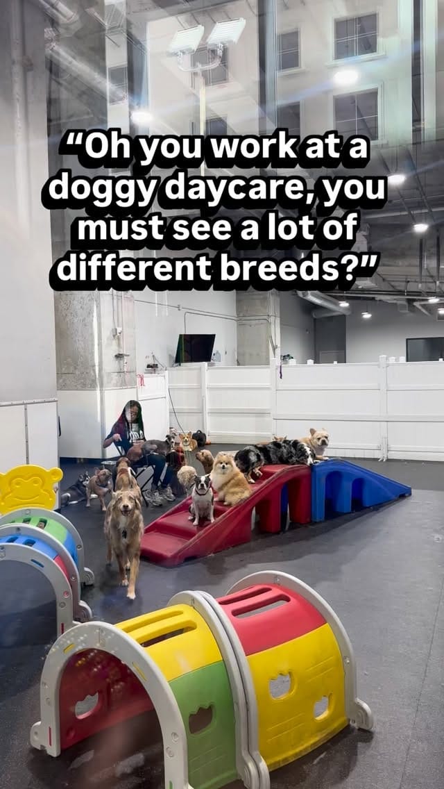 Post 5 by DOG Hotels Brickell on Instagram (video)