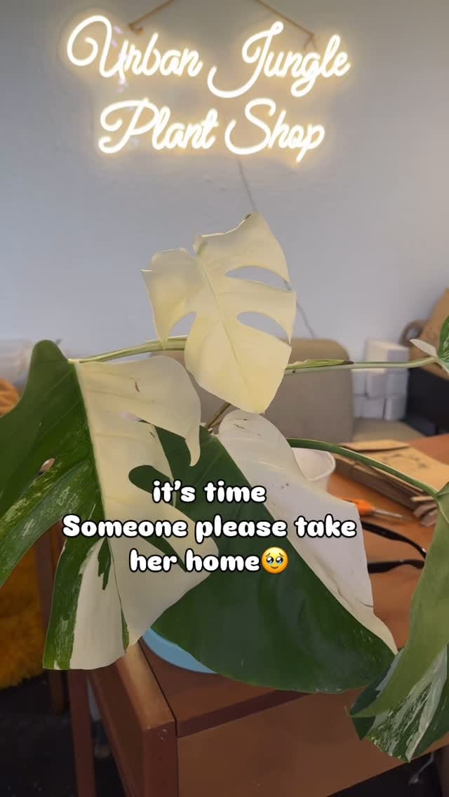 Post 8 by Urban Jungle on Instagram (video)