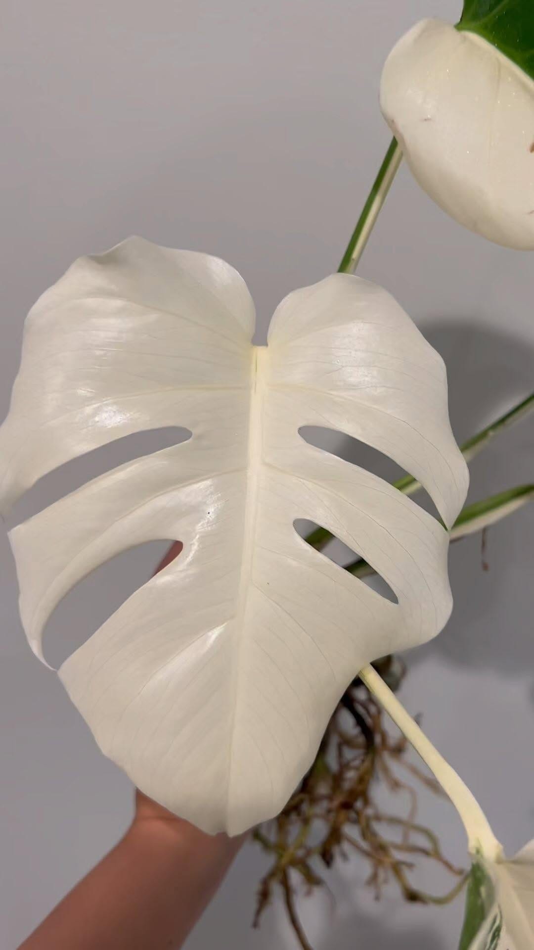 Post 9 by Urban Jungle on Instagram (video)
