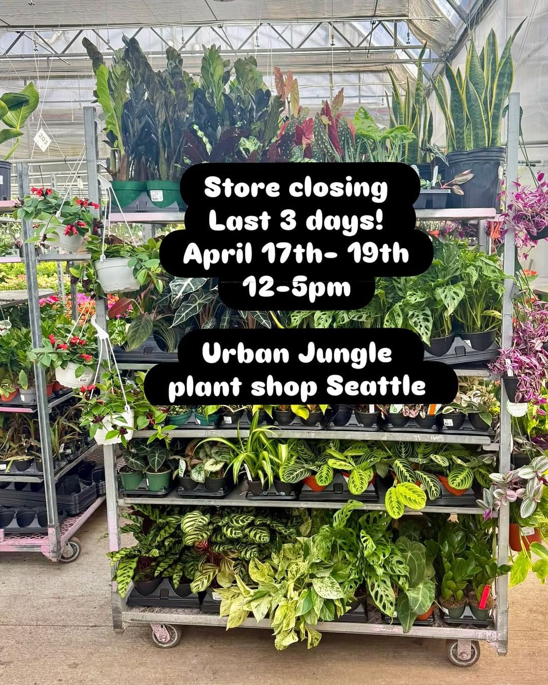 Post 2 by Urban Jungle on Instagram (image)