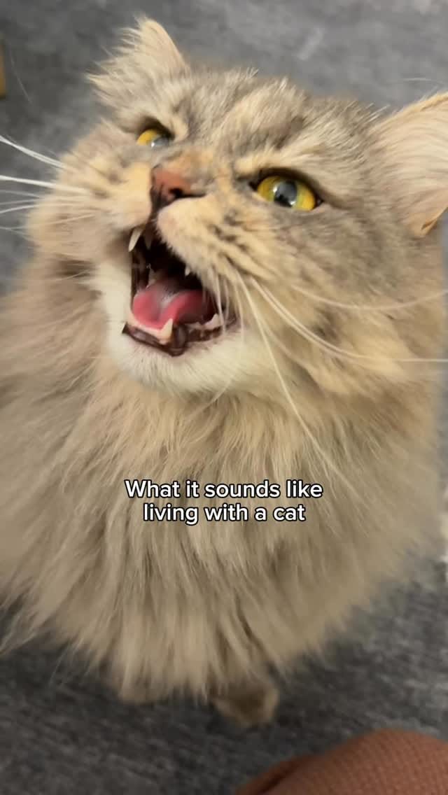 Post 1 by Sprinkle the Siberian 🎀 on Instagram (video)