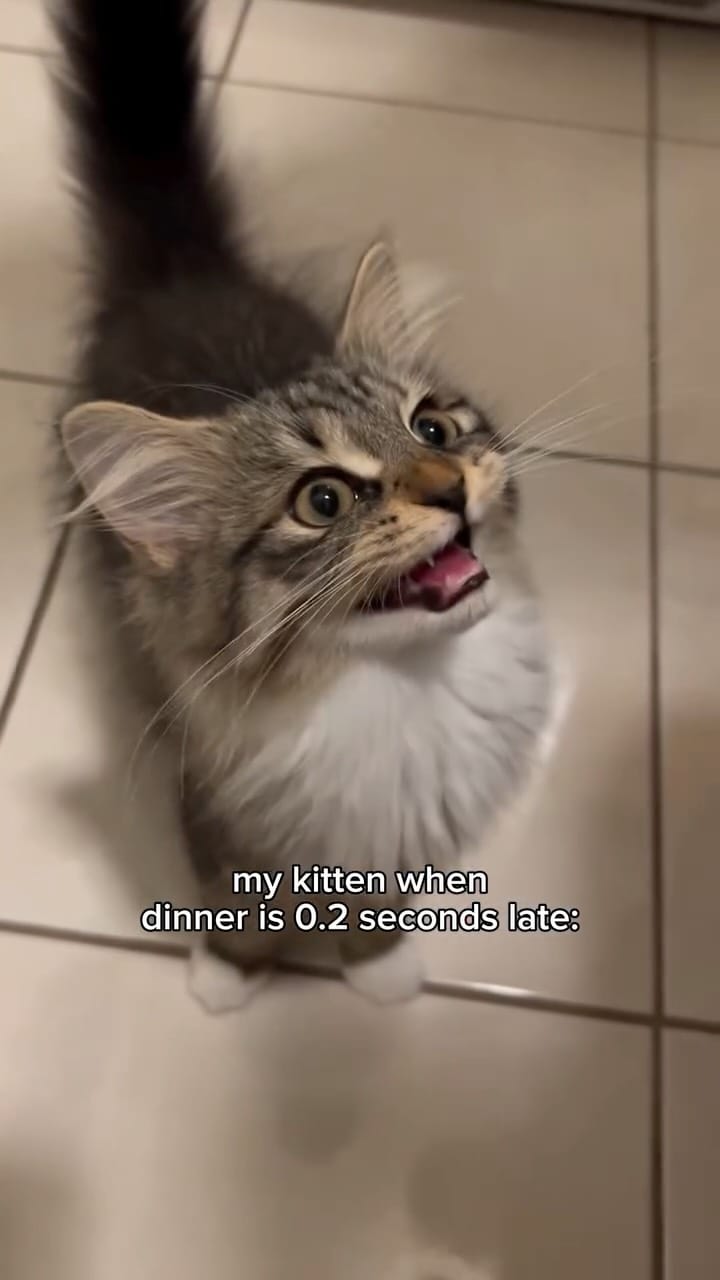 Post 4 by Sprinkle the Siberian 🎀 on Instagram (video)