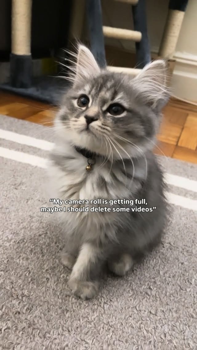 Post 5 by Sprinkle the Siberian 🎀 on Instagram (video)