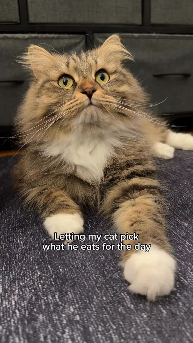 Post 7 by Sprinkle the Siberian 🎀 on Instagram (video)