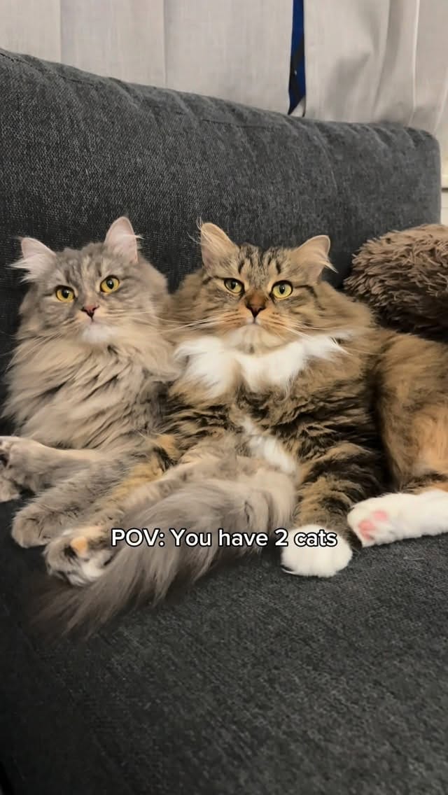 Post 8 by Sprinkle the Siberian 🎀 on Instagram (video)