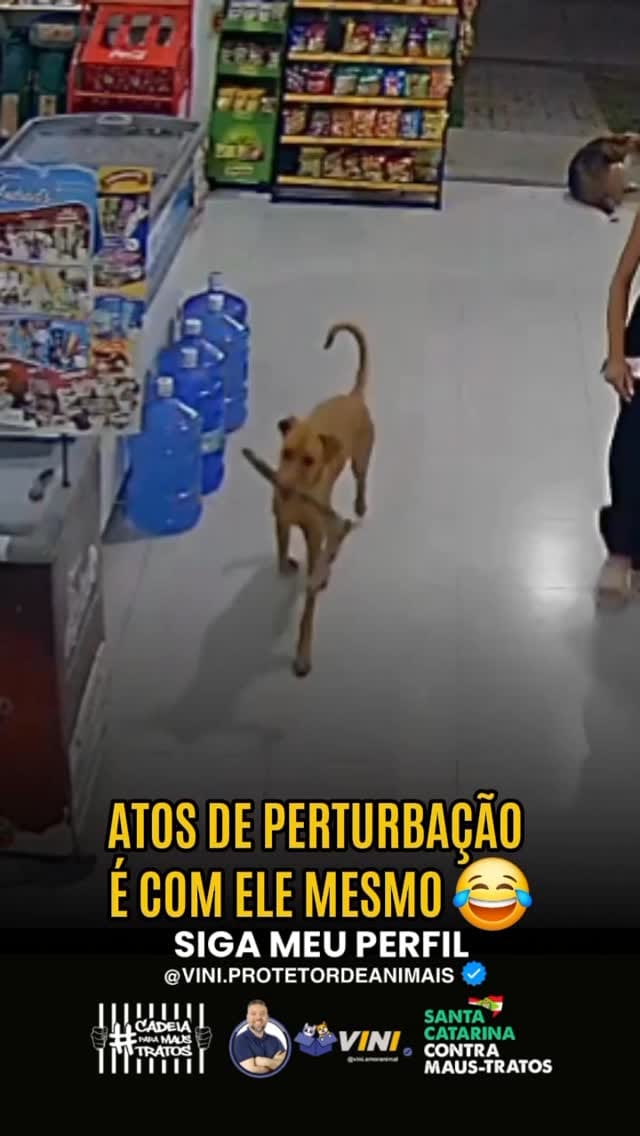 Post 6 by Causaanimal.sc on Instagram (video)