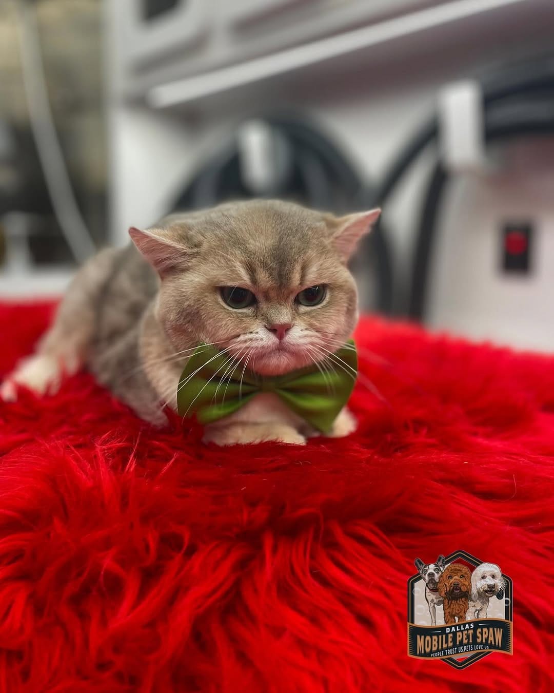 Post 8 by Dallas Mobile Pet Spaw 🐾 on Instagram (image)