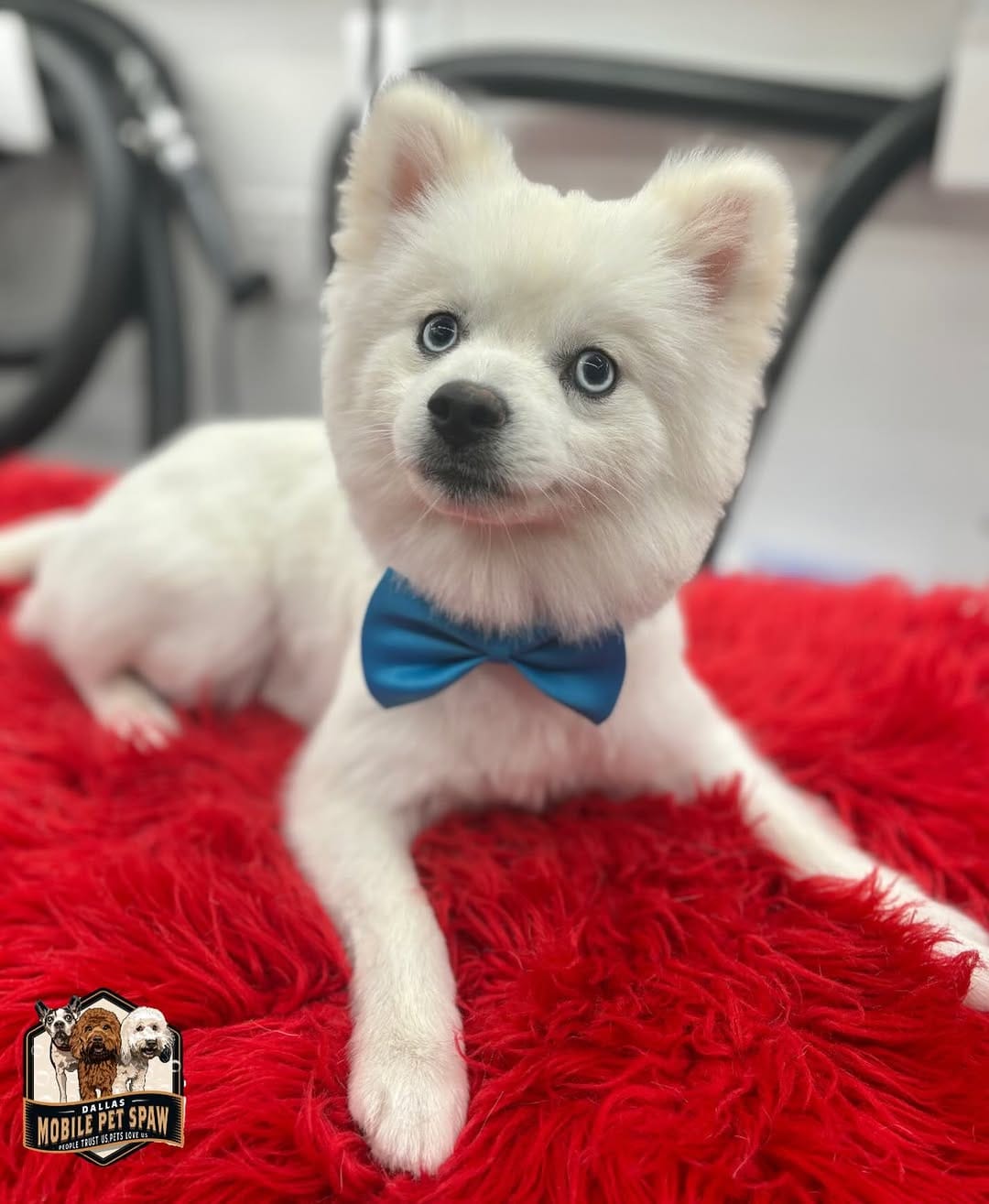 Post 5 by Dallas Mobile Pet Spaw 🐾 on Instagram (image)