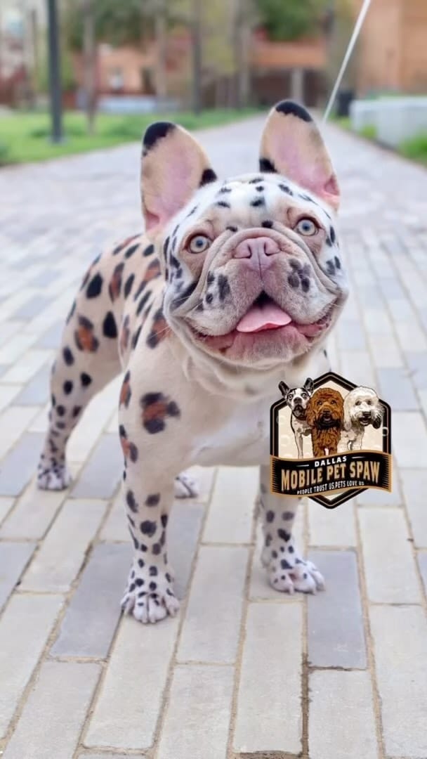 Post 10 by Dallas Mobile Pet Spaw 🐾 on Instagram (video)