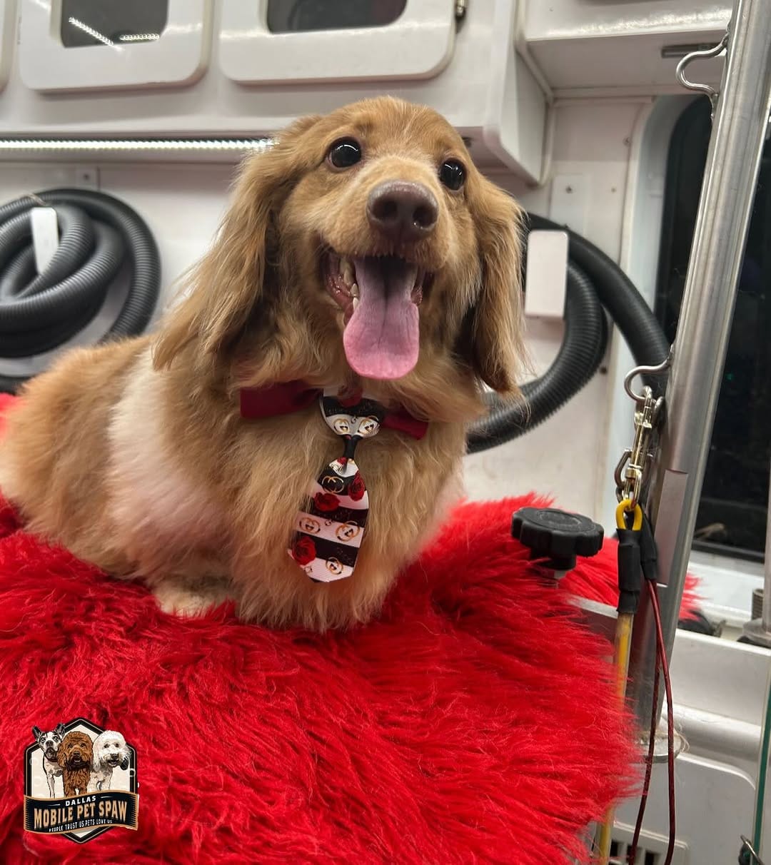 Post 3 by Dallas Mobile Pet Spaw 🐾 on Instagram (image)