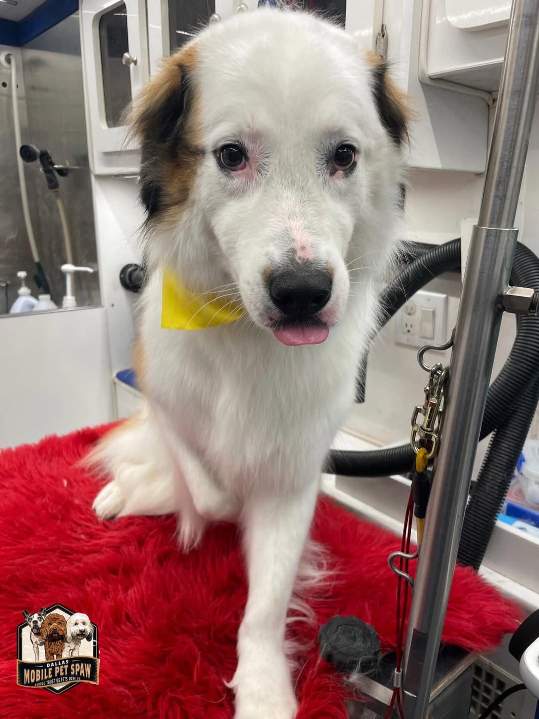 Post 6 by Dallas Mobile Pet Spaw 🐾 on Instagram (image)