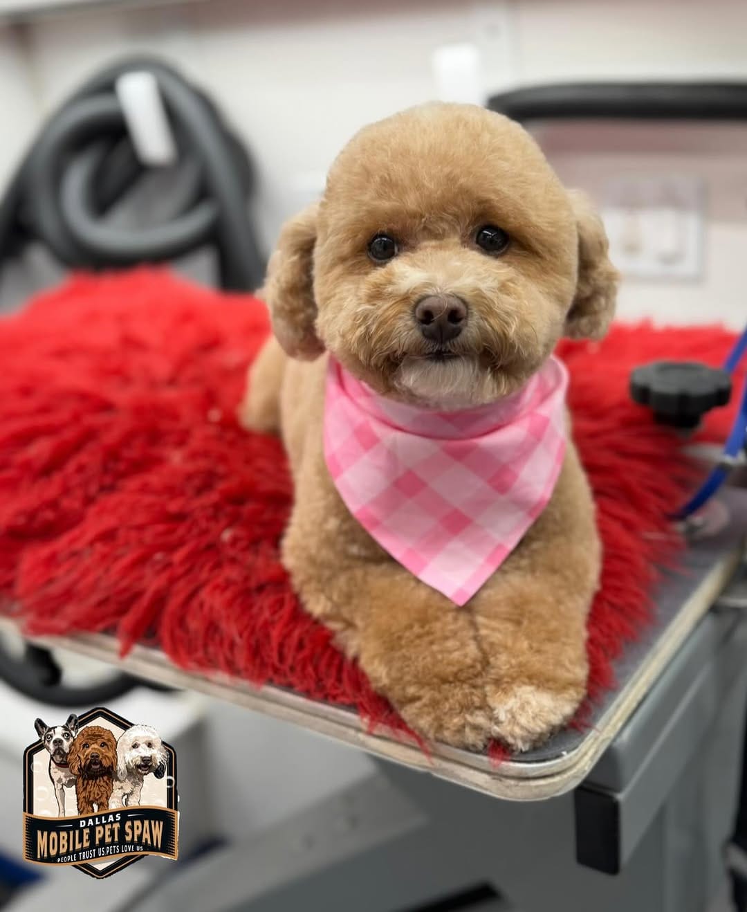 Post 2 by Dallas Mobile Pet Spaw 🐾 on Instagram (image)