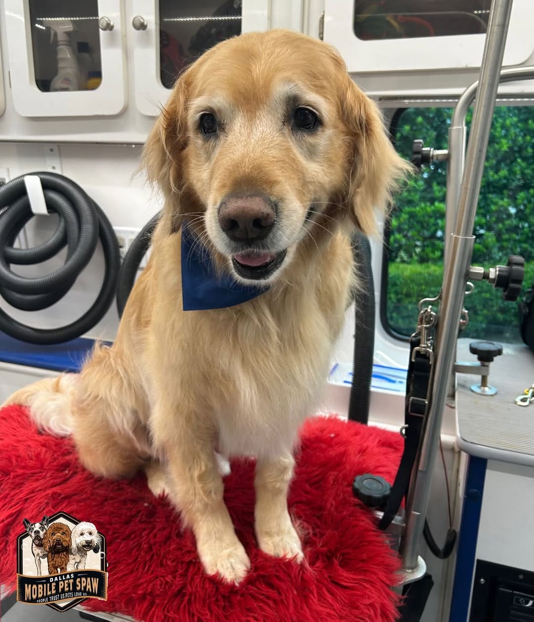 Post 7 by Dallas Mobile Pet Spaw 🐾 on Instagram (image)