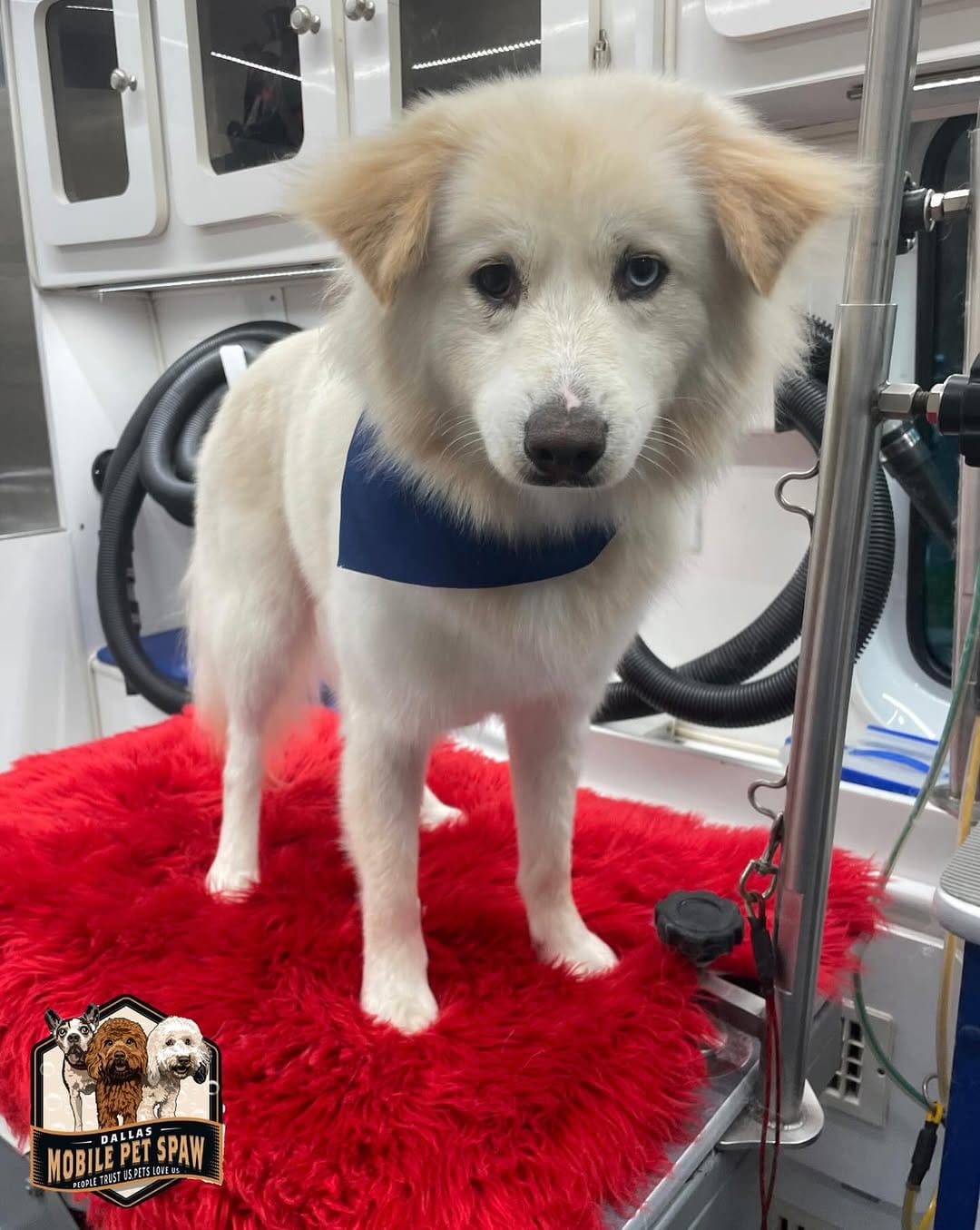 Post 4 by Dallas Mobile Pet Spaw 🐾 on Instagram (image)