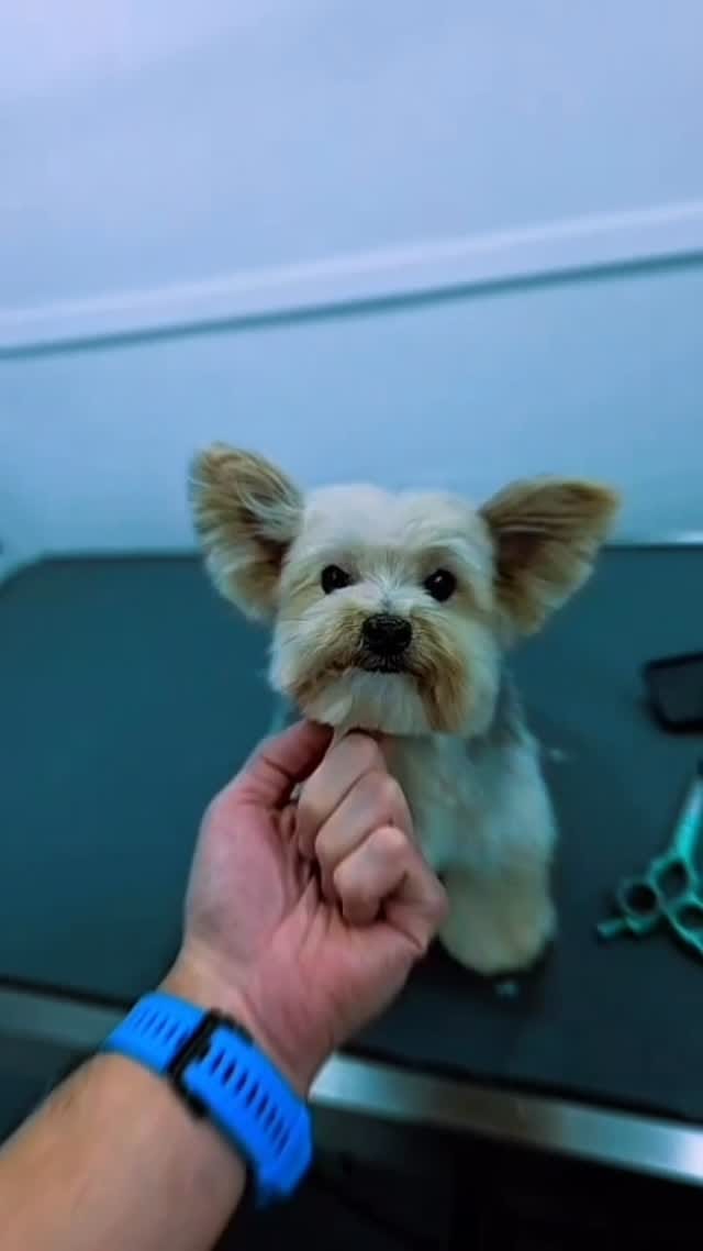 Post 5 by Lilo's Mobile Pet Spa 🐾🐩🚿🚐💈 on Instagram (video)