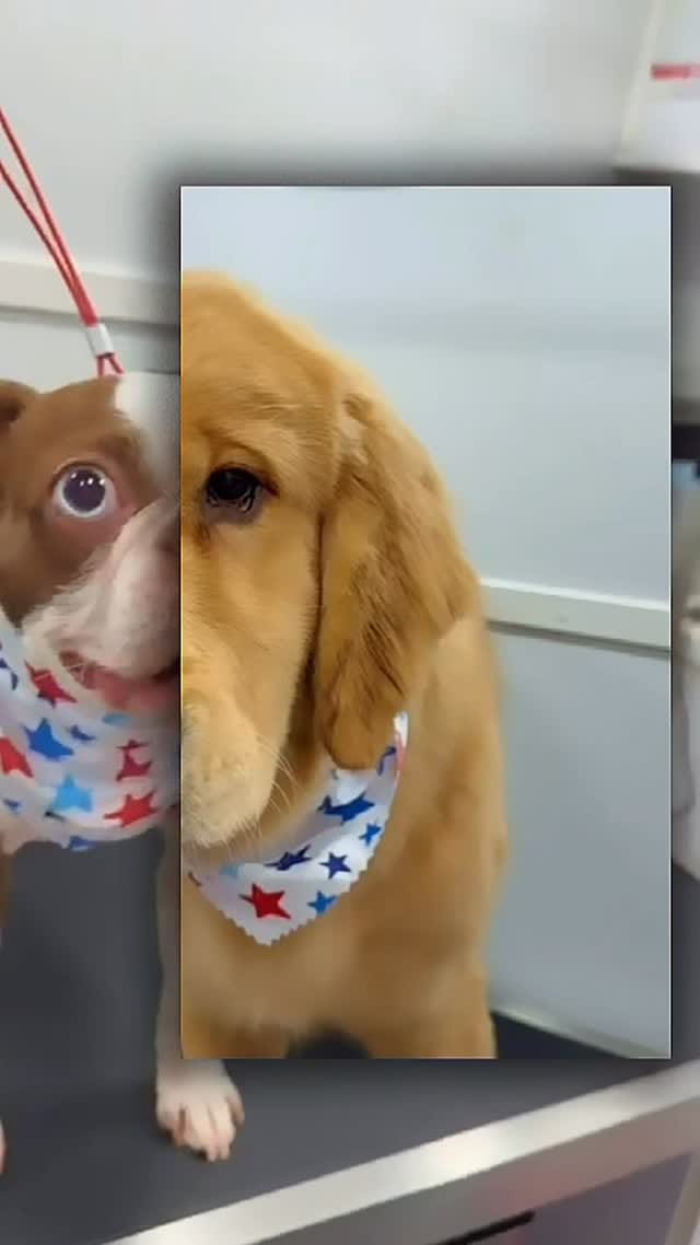 Post 7 by Lilo's Mobile Pet Spa 🐾🐩🚿🚐💈 on Instagram (video)