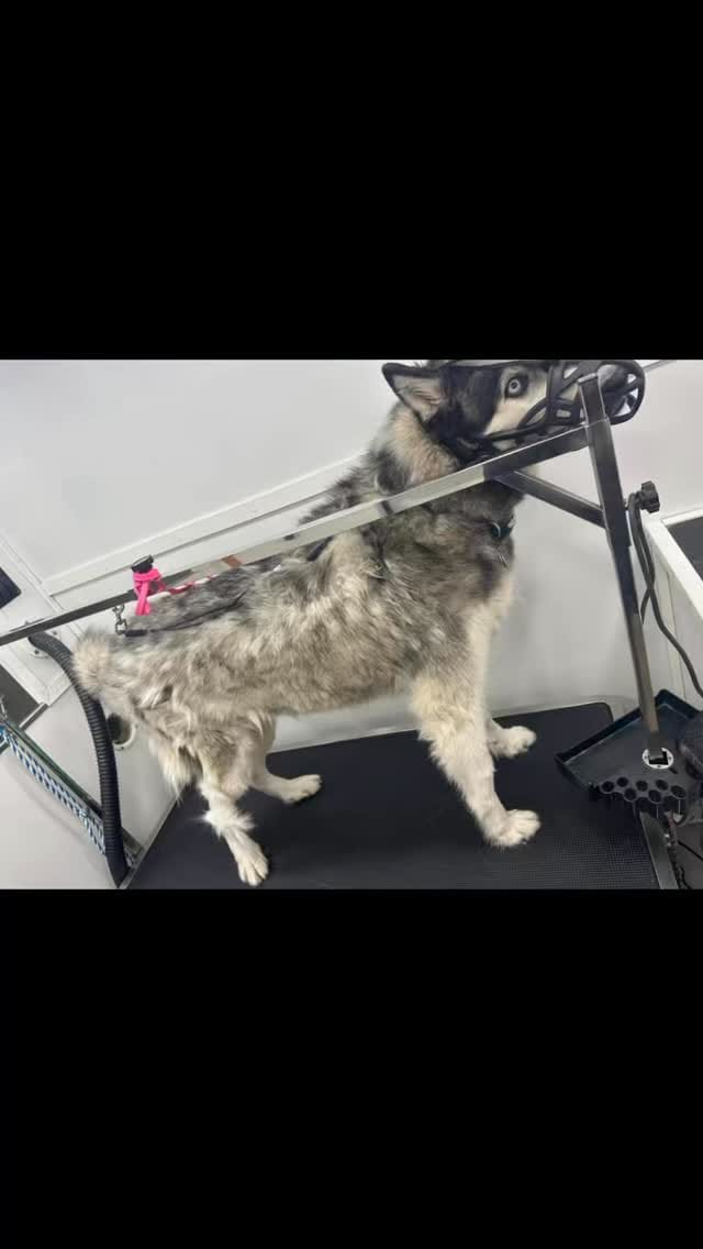 Post 1 by Lilo's Mobile Pet Spa 🐾🐩🚿🚐💈 on Instagram (video)