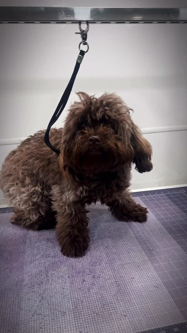 Post 3 by Lilo's Mobile Pet Spa 🐾🐩🚿🚐💈 on Instagram (video)