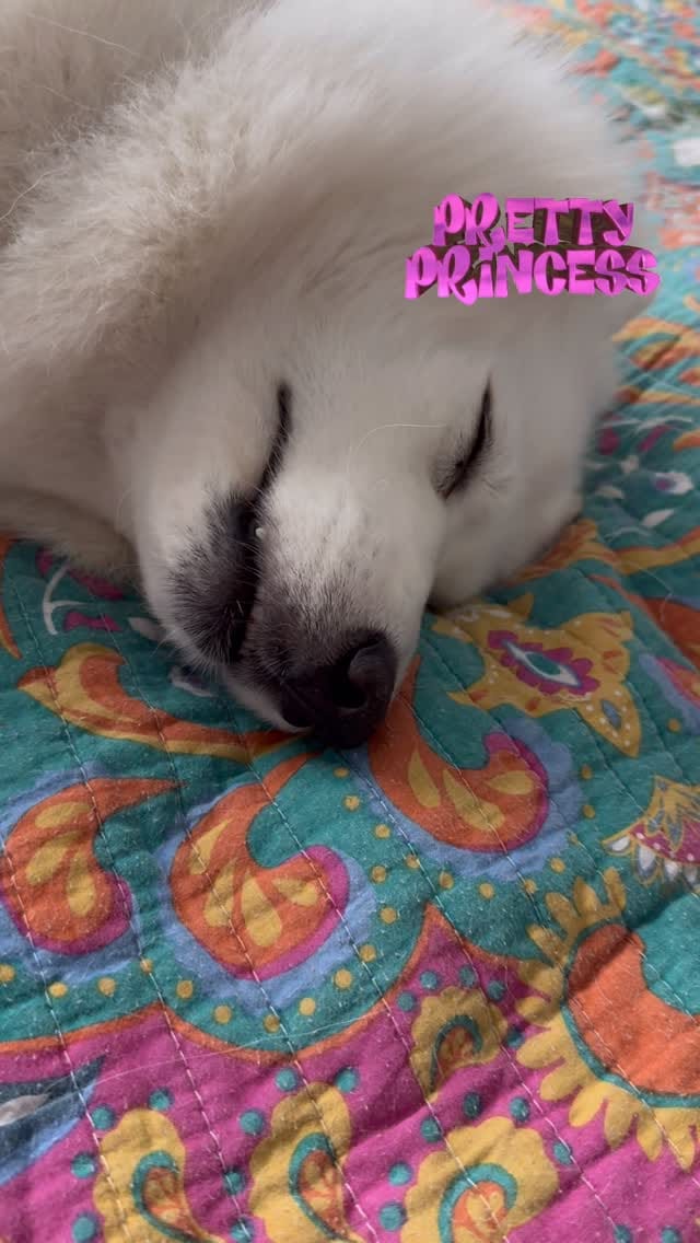 Post 2 by Lilo's Mobile Pet Spa 🐾🐩🚿🚐💈 on Instagram (video)