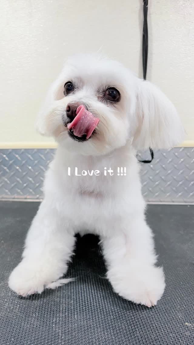 Post 6 by Lilo's Mobile Pet Spa 🐾🐩🚿🚐💈 on Instagram (video)