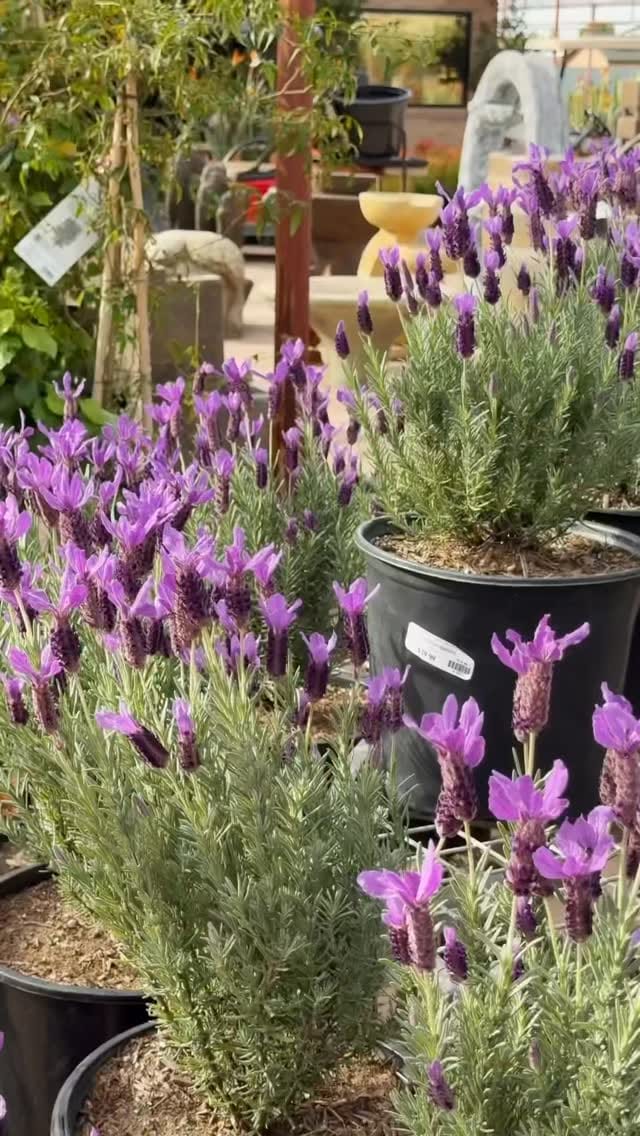Post 6 by Desert Horizon Nursery on Instagram (video)