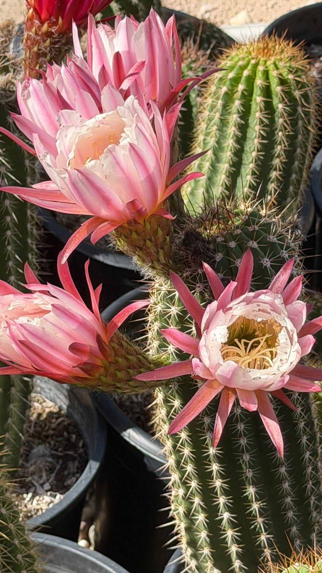 Post 1 by Desert Horizon Nursery on Instagram (video)