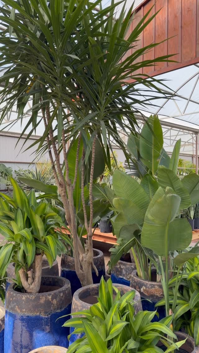 Post 8 by Desert Horizon Nursery on Instagram (video)