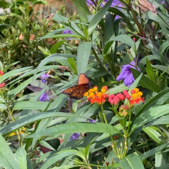 Post 5 by Desert Horizon Nursery on Instagram (carousel)