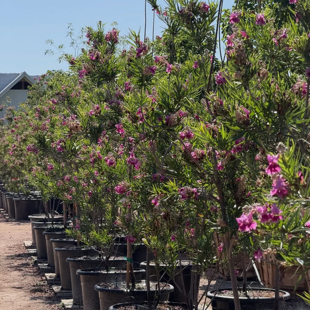 Post 2 by Desert Horizon Nursery on Instagram (carousel)