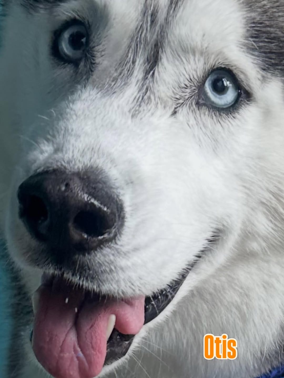 Post 1 by Dog Hair Don't Care™ on Instagram (image)