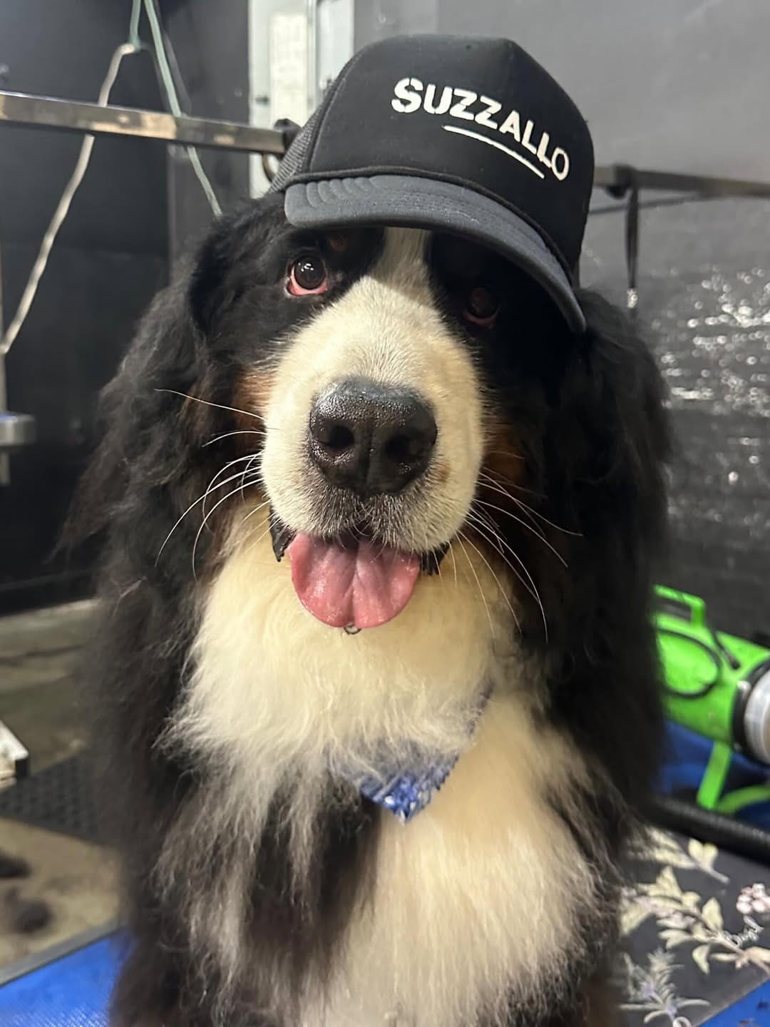 Post 5 by Dog Hair Don't Care™ on Instagram (image)