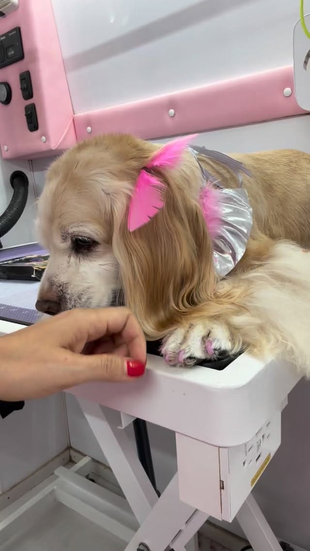 Post 9 by Doggy Haus Usa | Peluquería para Mascotas a Domicilio | Grooming on Instagram (video)